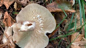 Graugrüner Milchling, Lactarius blennius