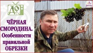 Обрезка чёрной СМОРОДИНЫ.mp4