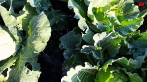 выращивание капусты огород для ленивых