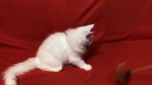 Котята породы Майн кун возраст три месяца.Maine Coon kittens age three months