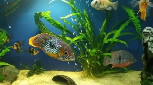 Аквариум цихлидник. Американские цихлиды. Бирюзовая акара против попугая и северума.