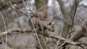 Panasonic Lumix DMC-G5 1080/60p video with 45-150mm Lens and 3.4x ETC