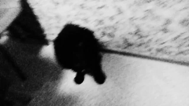 готовим пельмени/желаю вам счастье, здоровье и много всего хорошо С Новым Годом!???????? смотреть онлайн