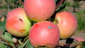 Яблоня обыкновенная Успенское (malus) ? яблоня Успенское обзор: как сажать саженцы яблони Успенское