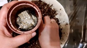 Непентес Ампулярия Зеленая. Nepenthes ampullaria green. Пересадка.