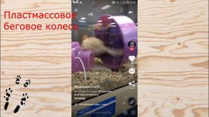 Грубые ошибки содержания ШИНШИЛЛ!#2
