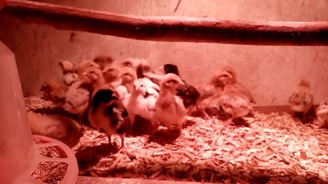 Цыплятам десять дней!! Ленинградская золотисто серая порода кур!! смотреть онлайн