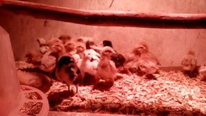 Цыплятам десять дней!! Ленинградская золотисто серая порода кур!!