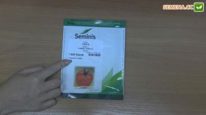 Таня F1 томат (Seminis) антифейк