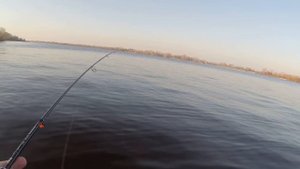 Ловля жереха на КУКРИ р.Днепр