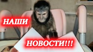 Новости В мире домашних животных от обезьянки Алексы!