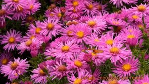Астра кустарниковая Элис Хэслем (aster dumosus) ? обзор: как сажать, саженцы астры Элис Хэслем