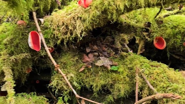 Sarcoscypha austriaca смотреть онлайн