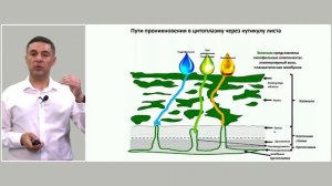 Защита от вьюнка полевого