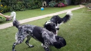 Large Munsterlanders playing