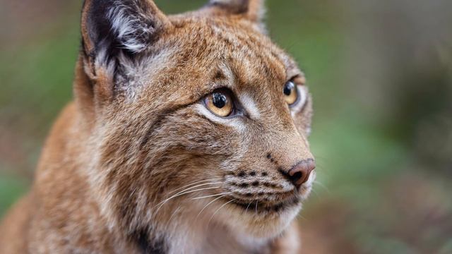 Nick Murray & Roger Shah. Singularity смотреть онлайн