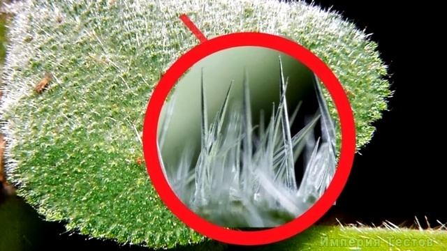 НАСКОЛЬКО СТАР ВАШ МОЗГ? Невероятный тест на эрудицию и образованность #эрудиция #викторина #iqтест