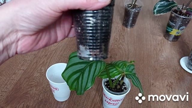 Комнатные растения после пересадки. Филодендрон, аллоказия, калатея, пиперомия.