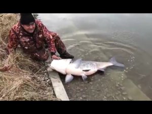 В Москва-реке около Живописного моста поймалась огромная рыба