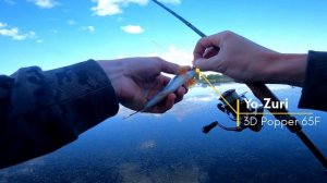 Щука на Попер и Волкер. Ловля в траве на Городском пруду!