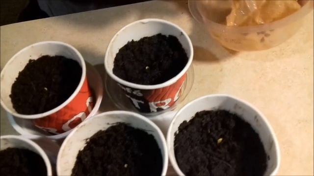 Высадка проросших семян винограда, день 5 й Часть 2 смотреть онлайн