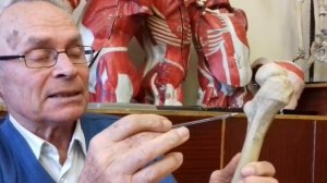 Видео-урок по анатомии. Скелет тазового пояса и свободной нижней конечности