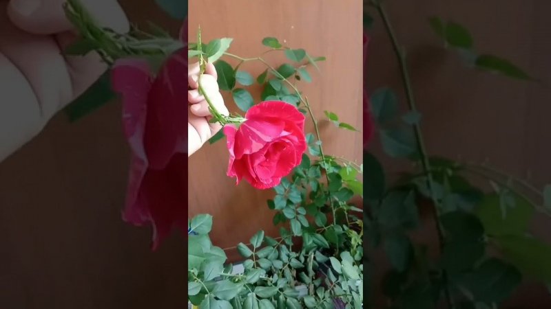 Розы на балконе цветут в начале мая