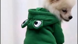 Смешной костюм для собаки/кошки