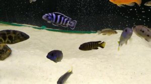 Цихлиды озера Малави