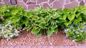 ХОСТЫ ВЕСНОЙ в начале вегетации.