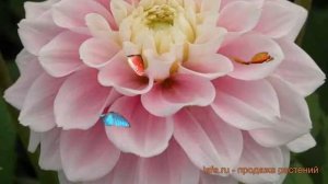 Георгина декоративная Свит Лав (dahlia sweet love) ? обзор: как сажать, луковицы георгины Свит Лав