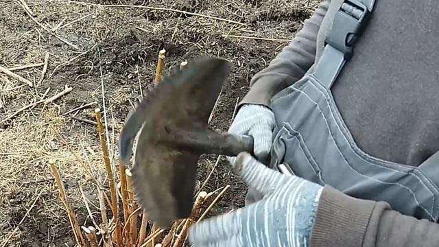 Лопата для выкопки корней. Лопата Кузбасс. Выкорчевка поросли канадского клена в пригороде Воронежа