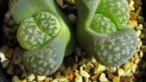 КАКТУС / ЛИТОПСЫ / ЖИВЫЕ КАМНИ