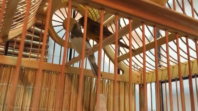 Серая канарейка и Зелёная канарейка смотреть онлайн