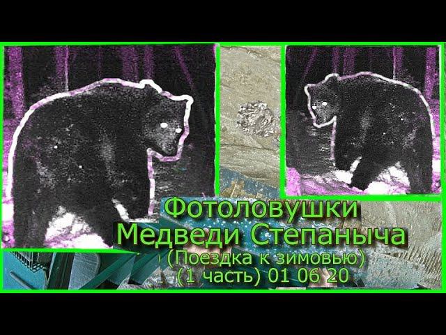 Фотоловушки Медведи Степаныча Поездка к зимовью (1 часть) 01 06 20