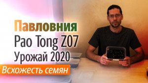 Всхожесть семян Павловнии гибрид Pao Tong Z07 Урожай 2020