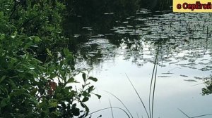 Ловля ЖИВЦА (малька) на ЩУКУ. Самый эффективный способ поймать живца ( КАРАСЯ)