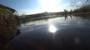 Под водой: личинки ручейников, улитки прудовики.