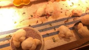 Пропойки Цыплят-Бройлеров АНТИБИОТИКАМИ и др. лекарствами