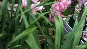 Очень Красивые Орхидеи в ОБИ.