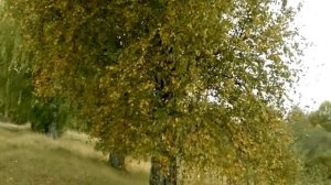 Лирическая песня под баян Берёза