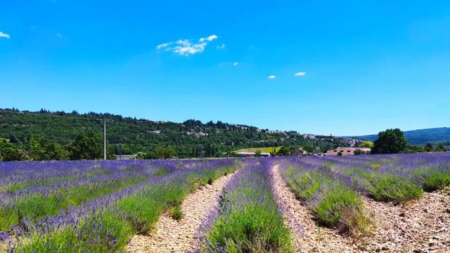 Lavender field in France💜🇫🇷 La ferme aux lavandes à Sault | Lavande à Sault provence France смотреть онлайн