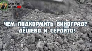 Чем подкормить виноград?  Дёшево и сердито!