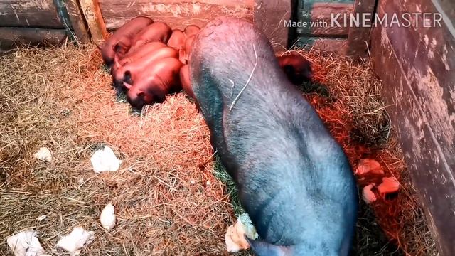 РАЗВЕДЕНИЕ ВЬЕТНАМСКИХ ПОРОСЯТ! Загон для свиноматки! Что нужно знать при разведение вьетнамцев!