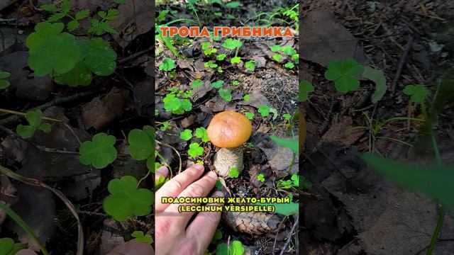 Подосиновик желто-бурый (Leccinum versipelle)