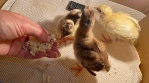 Содержание , кормление павлинят на вторые сутки