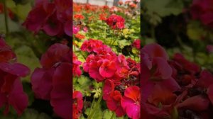 Unique Geranium flowers in Air controller shade Pakistan.