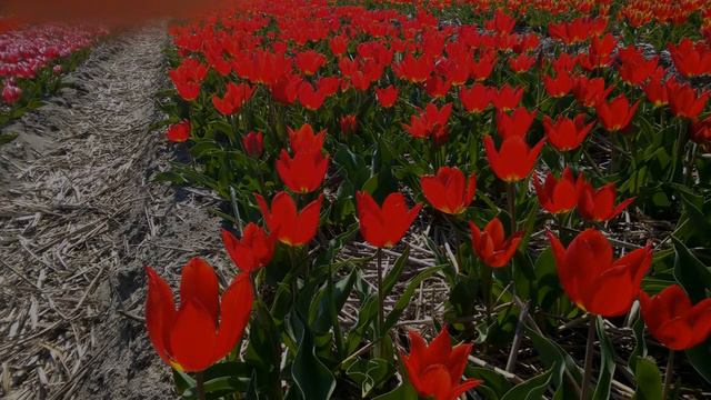 ТЮЛЬПАНЫ ГОЛЛАНДИИ коллекция ( Holland tulips, collection) family comfy