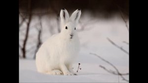 У меня запрели яйца