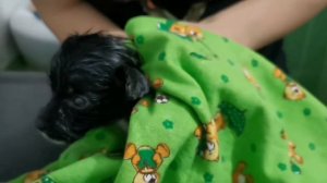 Нашли щенка на мусорке